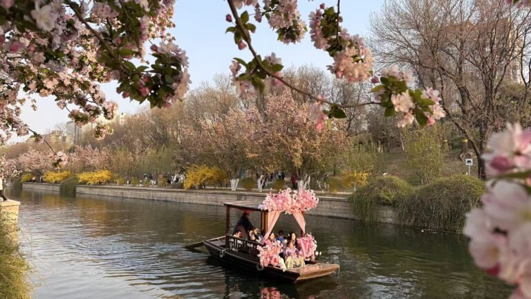 2026年的海棠花是这么看上的